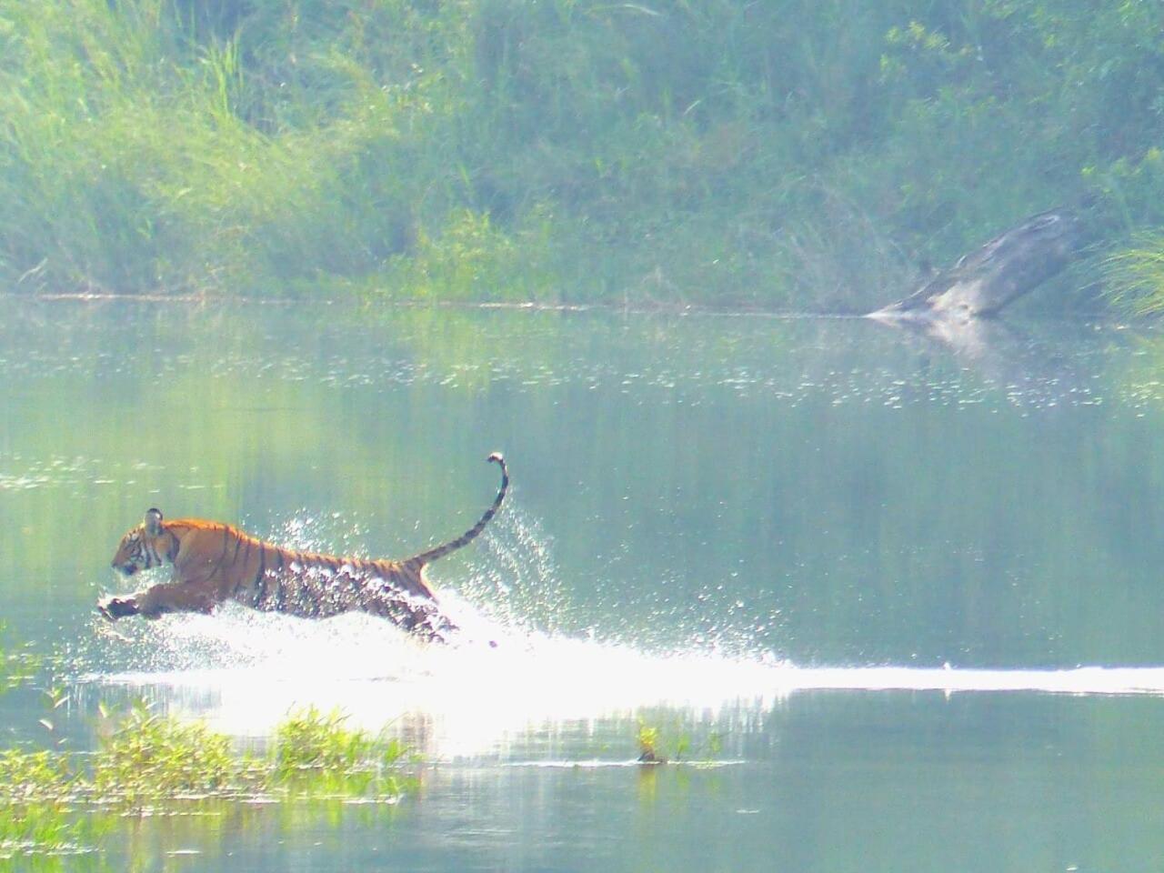 Babai Resort Pvt Ltd Bardiya Екстер'єр фото