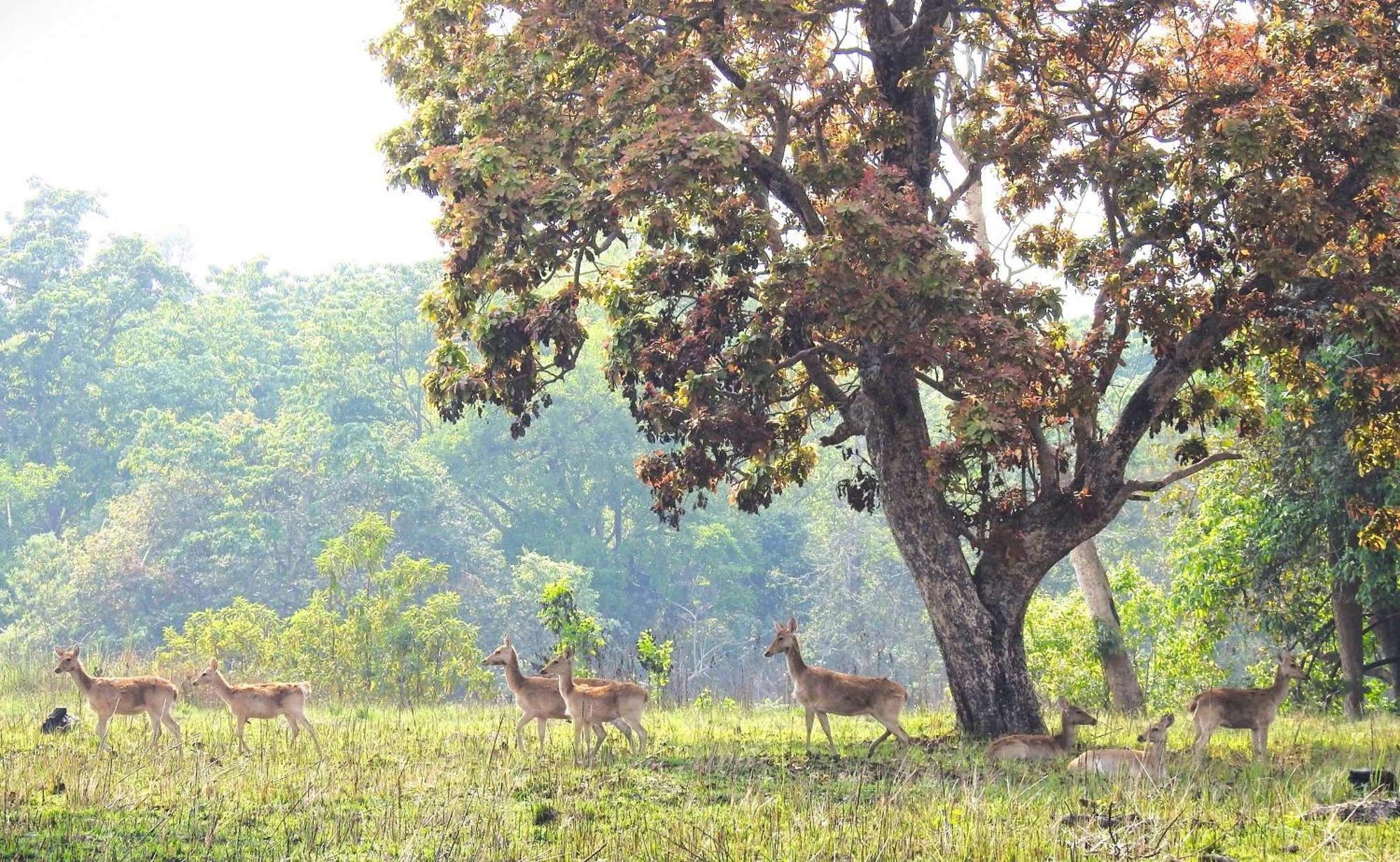 Babai Resort Pvt Ltd Bardiya Екстер'єр фото